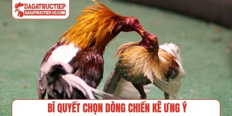 Bí quyết chọn dòng chiến kê ưng ý