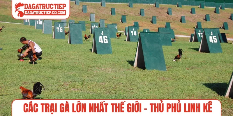 Các trại gà lớn nhất thế giới