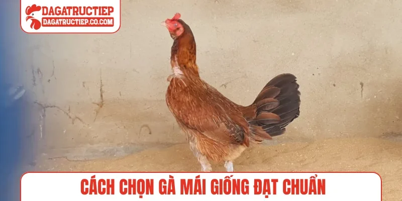 Cách chọn gà mái giống đạt chuẩn