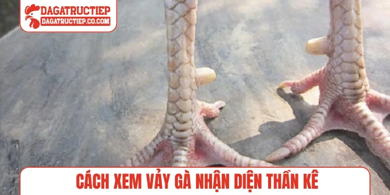 Cách xem vảy gà nhận diện thần kê