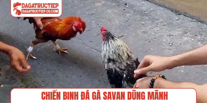 Chiến binh đá gà Savan dũng mãnh