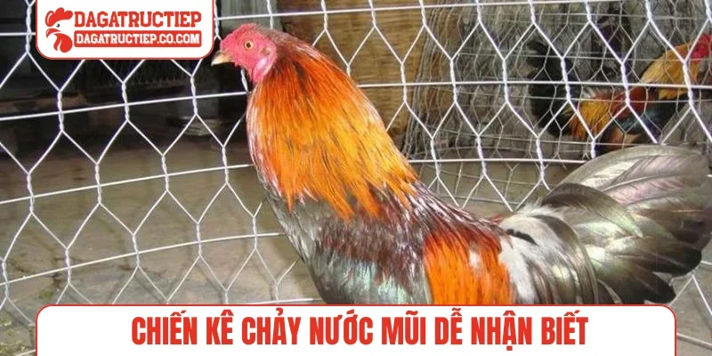 Chiến kê chảy nước mũi dễ nhận biết