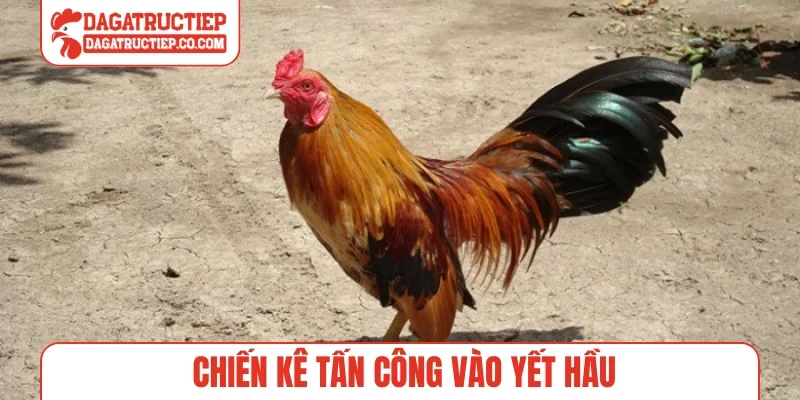 Chiến kê tấn công vào yết hầu