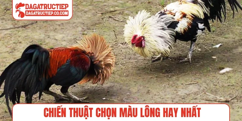 Chiến thuật chọn màu lông hay nhất