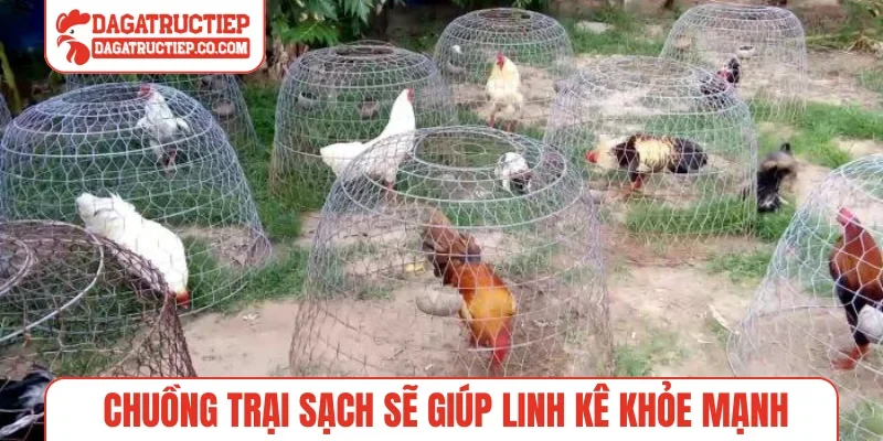 Chuồng trại sạch sẽ giúp linh kê khỏe mạnh