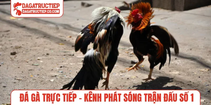 Đá Gà Trực Tiếp