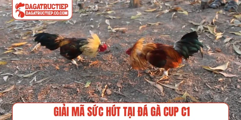 Giải mã sức hút tại đá gà cup C1
