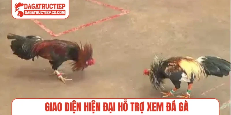 Giao diện hiện đại hỗ trợ xem đá gà