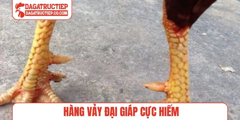 Hàng vảy đại giáp cực hiếm