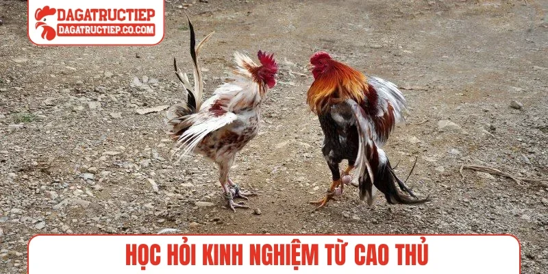 Học hỏi kinh nghiệm từ cao thủ