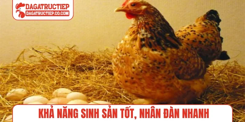 Khả năng sinh sản tốt, nhân đàn nhanh