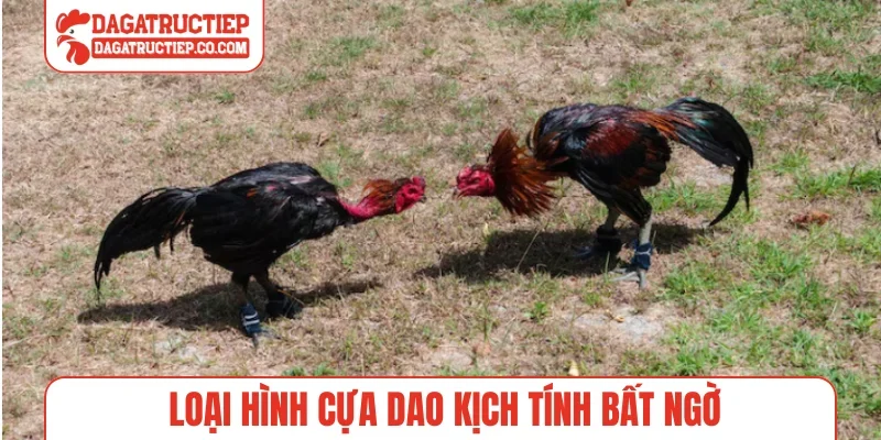 Loại hình cựa dao kịch tính bất ngờ