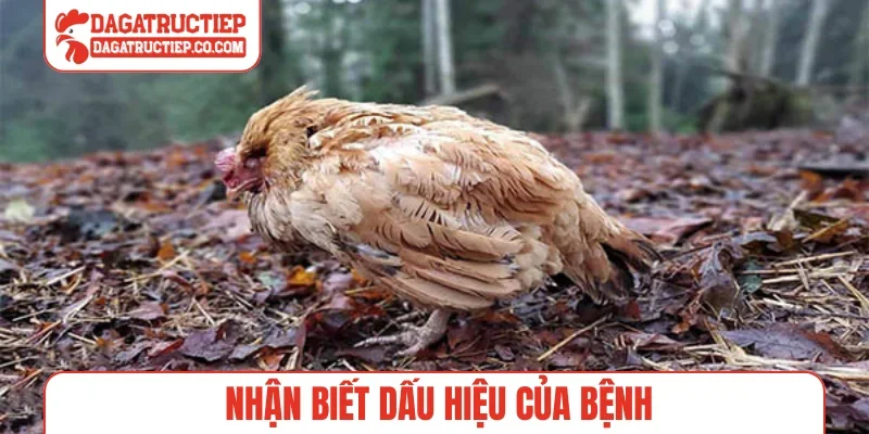 Nhận biết dấu hiệu của bệnh