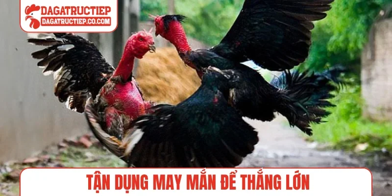 Tận dụng may mắn để thắng lớn