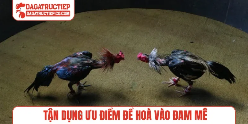 Tận dụng ưu điểm để hoà vào đam mê
