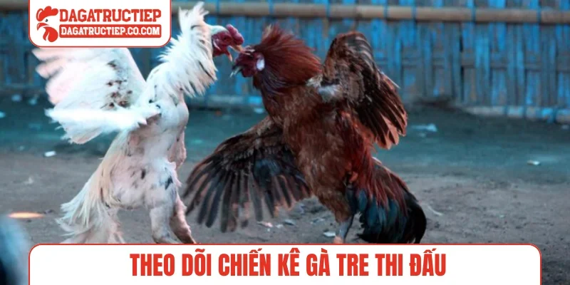 Theo dõi chiến kê gà tre thi đấu