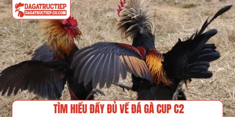 Tìm hiểu đầy đủ về đá gà cup C2