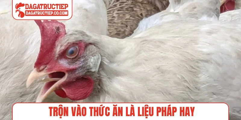 Trộn vào thức ăn là liệu pháp hay