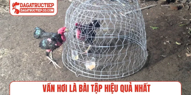 Vần hơi là bài tập hiệu quả nhất